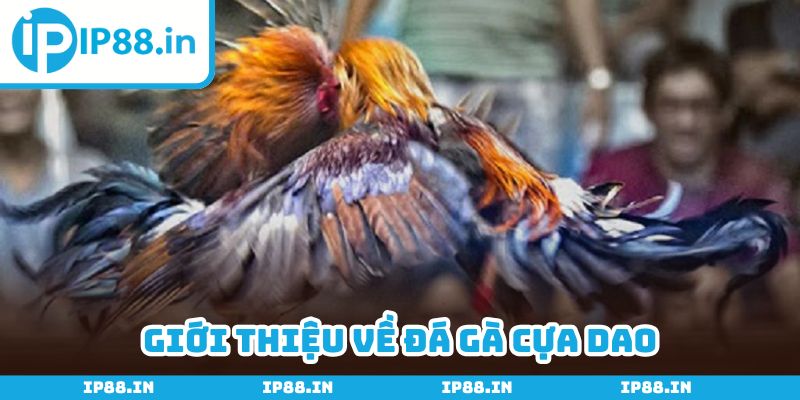 Đá gà cựa dao mang đến từng phút giây giải trí thỏa mãn