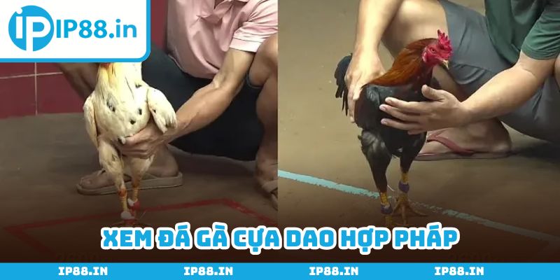 Lựa chọn nền tảng giải trí phù hợp để tránh vi phạm pháp luật