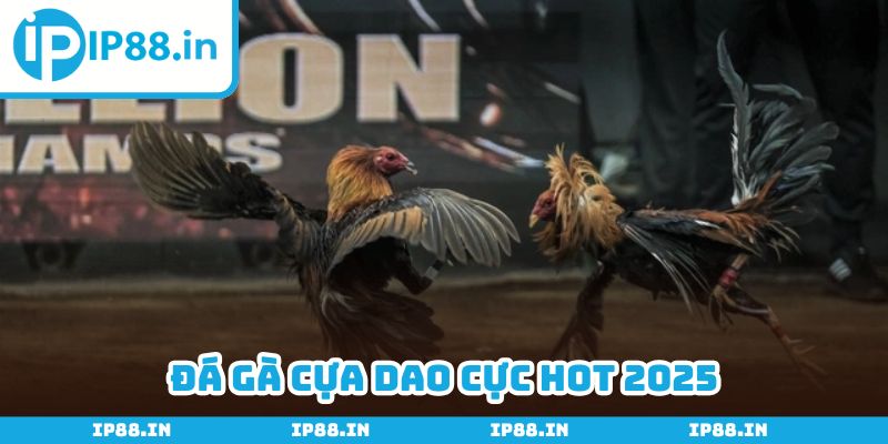 Đá gà cựa dao
