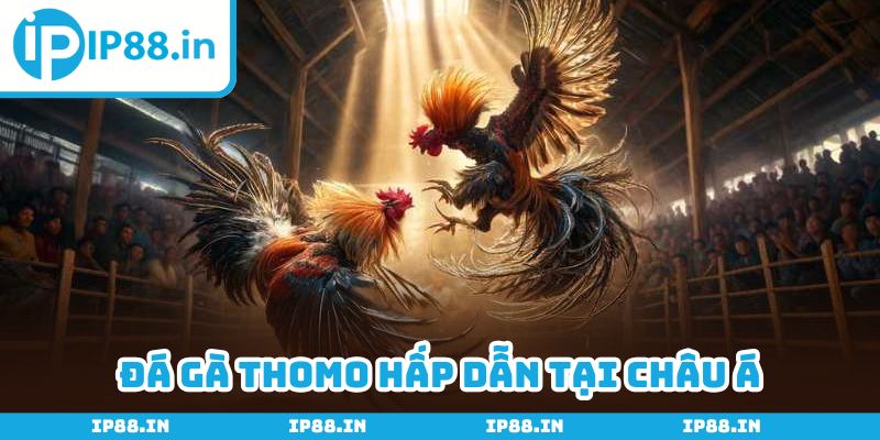Đá gà Thomo có sức thu hút mạnh mẽ đến cược thủ châu Á