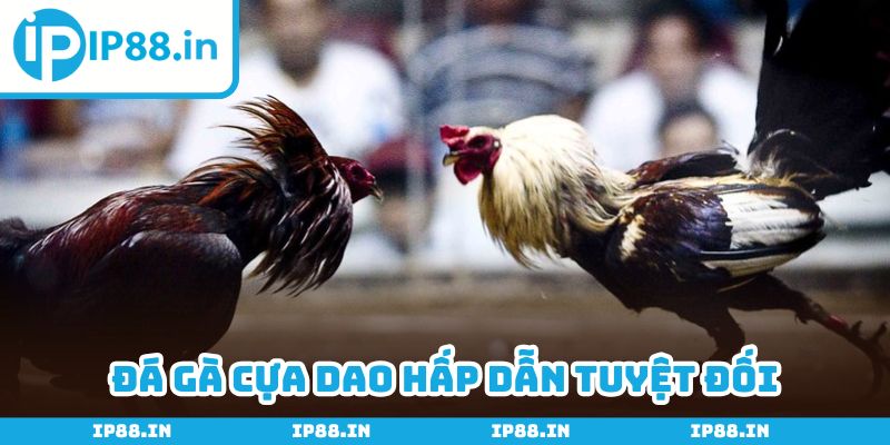 Loại hình cựa dao có sức thu hút mạnh mẽ tại châu Á