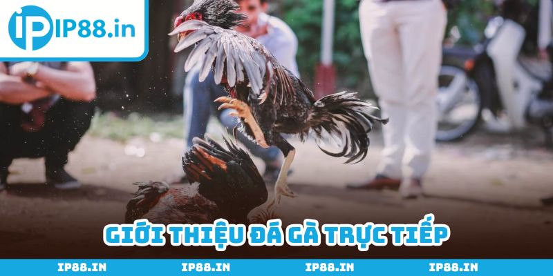 Theo dõi đá gà trực tiếp để giải trí cực vui hôm nay