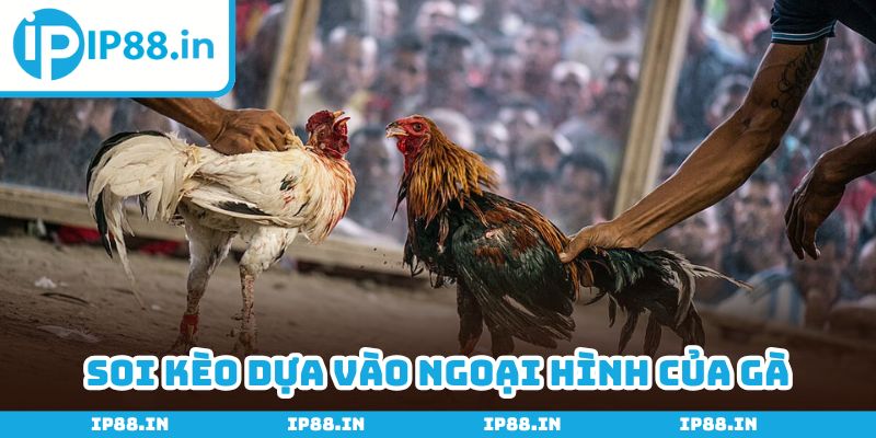 Quan sát kỹ ngoại hình để đánh giá năng lực chính xác