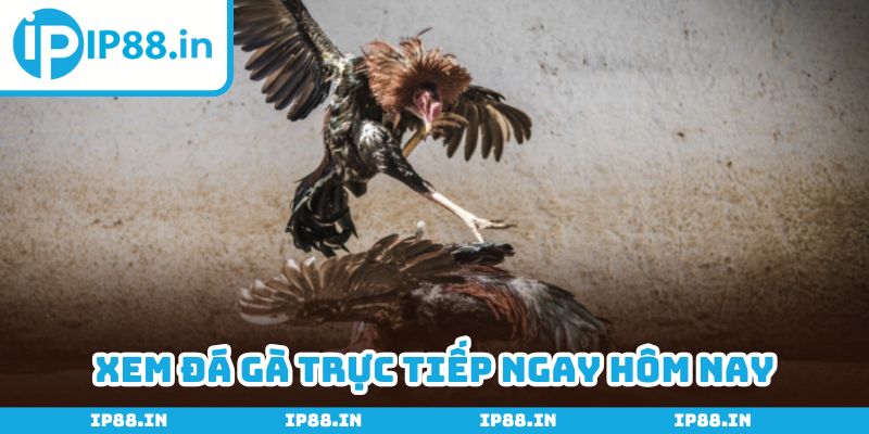 Đá gà trực tiếp